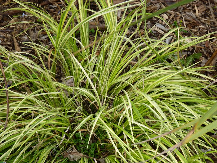 Acorus gramineus 'Variegatus'